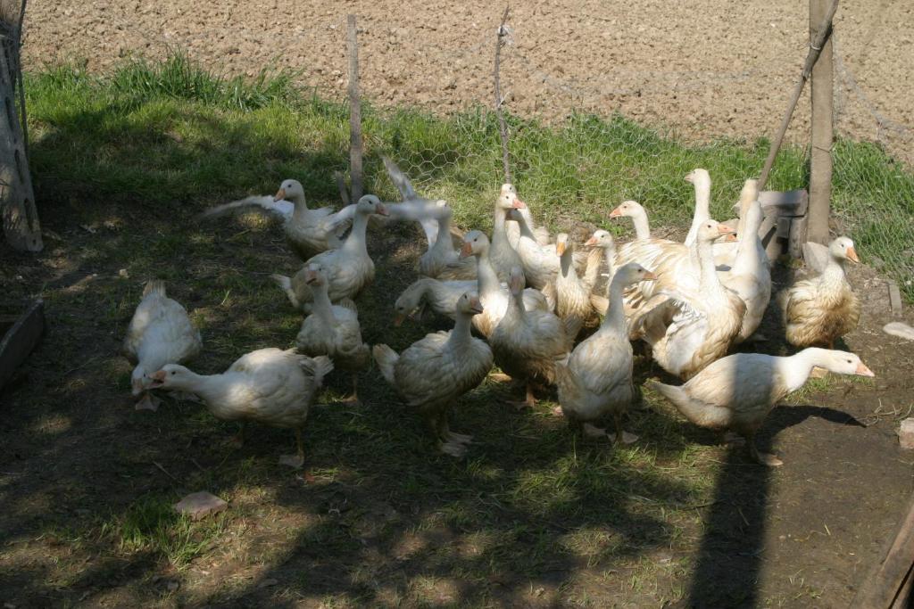 Agriturismo Vecchio Gelso Ortezzano Kültér fotó